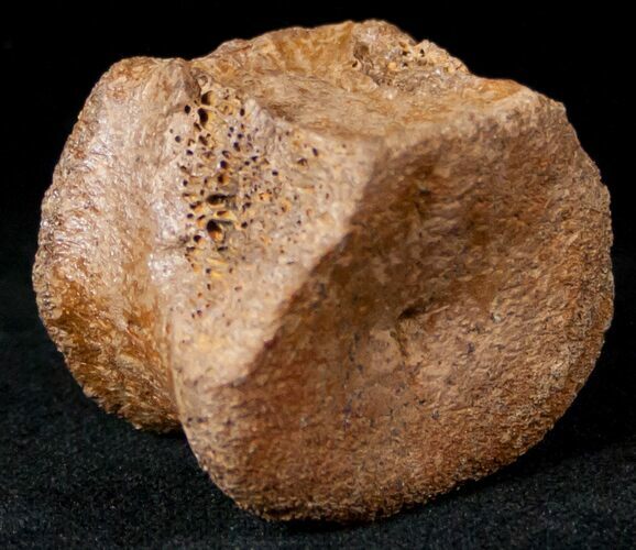 Edmontosaurus (Hadrosaur) Caudal Vertebrae - Montana #12685